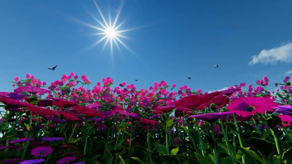 Flower At Sunny Day