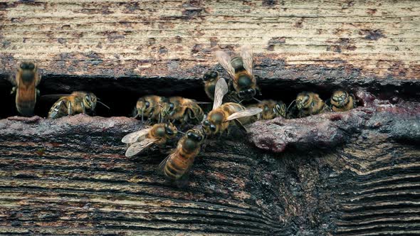 Honey Bees Moving Around Hive Entrance alt