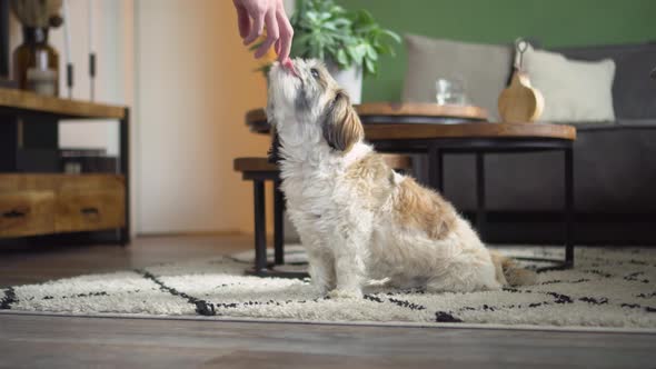 Boomer dog sitting up in living room to receive tasty treat, medium shot alt