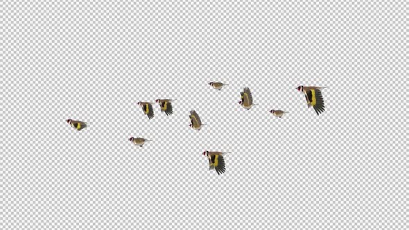 Eurasian Goldfinches - Easter Birds - Flock of 10 - Flying Over Screen - Side View - Alpha Channel