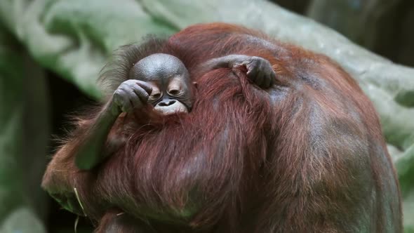 Baby Monkeys Orangutans Next To the Mother