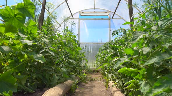Seedlings of Cucumbers and Tomatoes Bloom in a Bright Spacious Greenhouse in an Eco-friendly alt