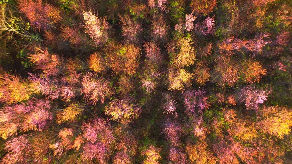 Top view over the Wild Himalayan Cherry Blossom (Prunus cerasoides) in the northern winter alt