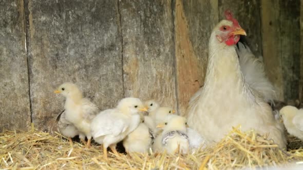 Chickens baby mother chicken, little chickens near the chicken alt