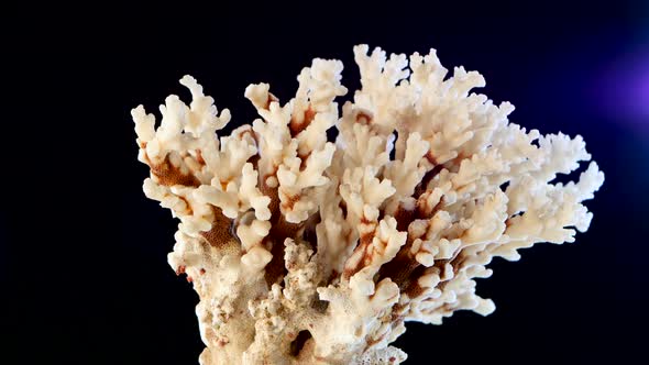 Marine Coral, Material Against, Black, Blue Backlight To the Right, Rotation, Closeup alt