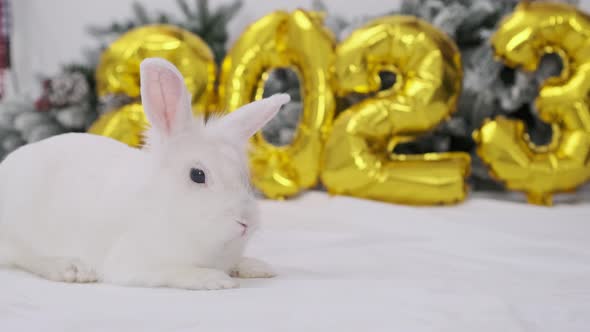 The Symbol of the Year 2023 is the Rabbit on the Background of the Christmas Tree