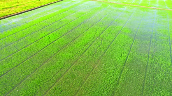 4K Aerial view of agriculture in rice sapling fields for cultivation alt