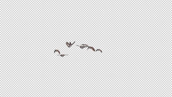 Sparrow Birds - Flock of 8 Flying Over Screen - Side Angle - Transparent Transition - Alpha Channel