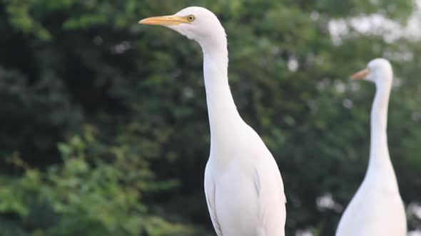 Conscious White Indian Heron on roof with green tree background alt