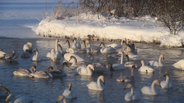 Many Different Swans Wintering on a Lake