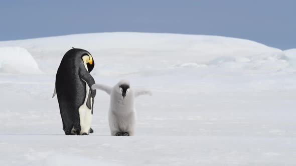 Emperor Penguin with Chick in Antarctica