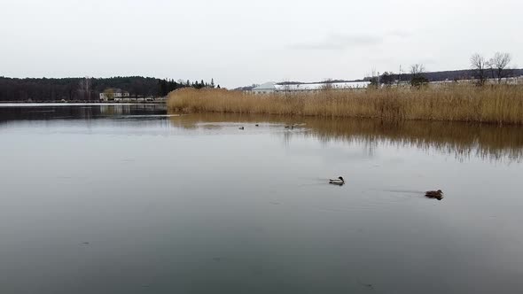 Duck Swimming on the Lake Evening Pond