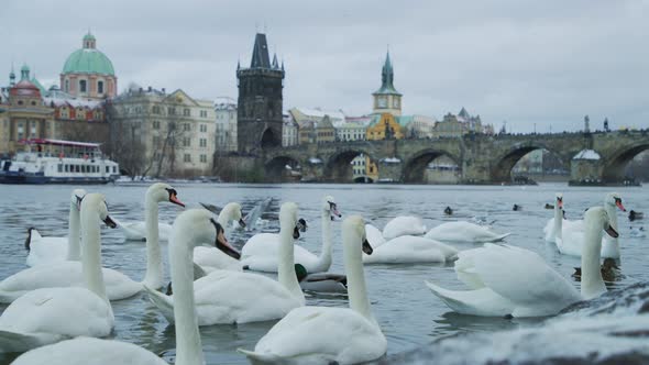 Swans on Vltava river alt