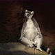 Ringtail Lemur Sunbathing - VideoHive Item for Sale