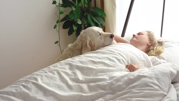 Funny Video. Love for Pets. Big White Dog Wakes Up the Mistress in the Bedroom in the Early Morning