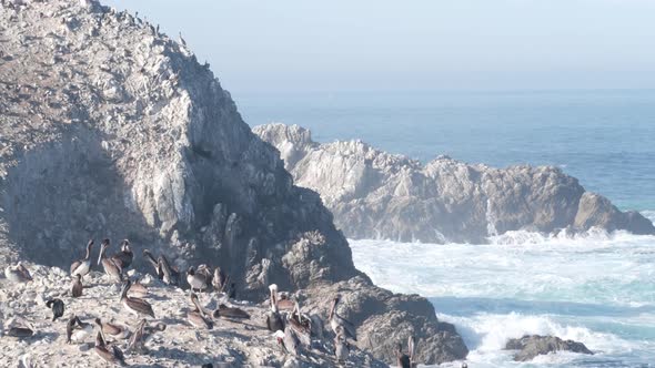 Pelicans Flock Rocky Cliff Island Ocean Point Lobos California