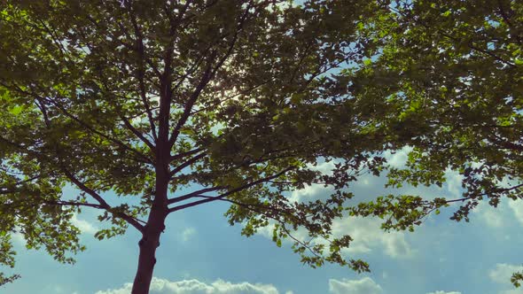 Sun Shining In Trees alt