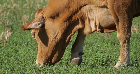 The limousin is a French breed of beef cattle. alt