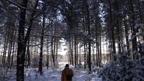 Man Walk in Snowy Pine Forest Frosty Sunny Winter Landscape