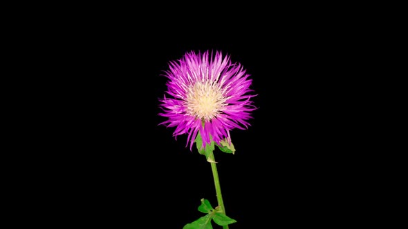 Time Lapse of Blossoms Purple Flower of Persian Cornflower Centaurea Dealbata alt