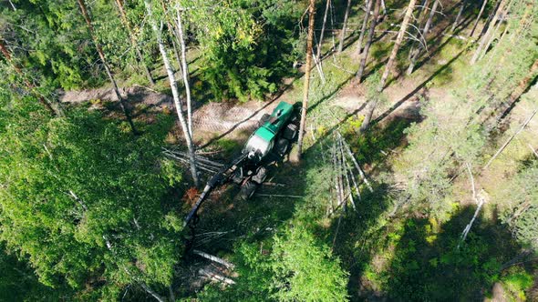 One Tractor Works with Trees, Picking Them in Woods. Deforestation and Logging Concept. alt