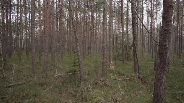 Panoramic Walk Through Forest of Young Pine Trees on a Cloudy Gloomy Day