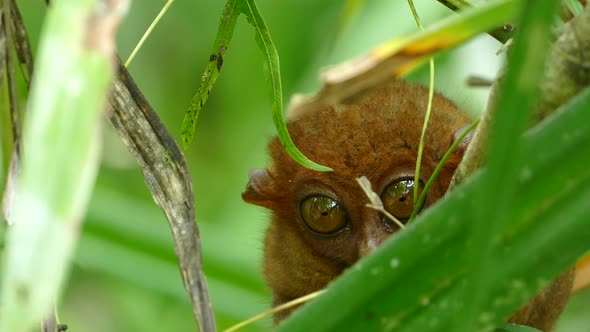 Philippine tarsier one of the smallest primates looking towards the ...