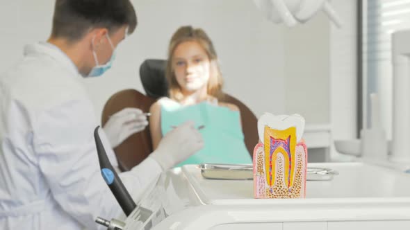 Dentist Examining Teeth of a Little Girl Healthy Tooth Model on the Foreground