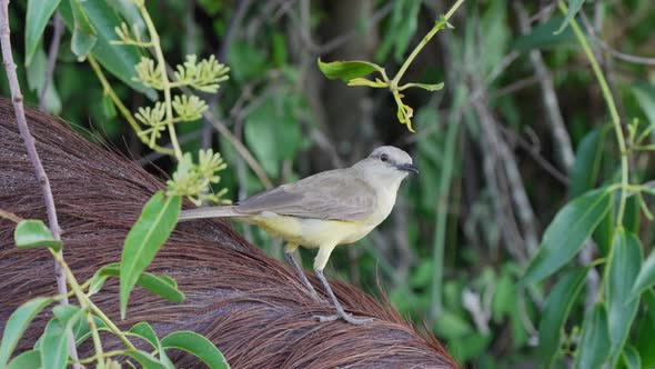 Curious little yellow flycatcher, cattle tyrant, machetornis rixosa riding on a wild mammal, peacefu alt