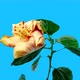 Yellow Red Hibiscus Open Its Flower in Time Lapse. Blooming Two Colored Plant Blossoms on a Blue 