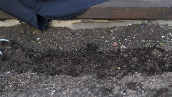 Closeup Gloved Gardener's Hand Loosens Soil with Culti-hoe Before Planting Seeds alt