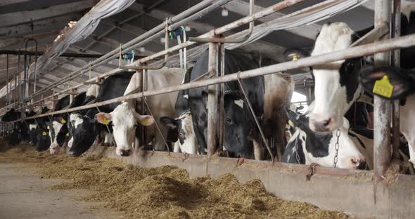 A Long Line of Black and White Dairy Cows at a Modern Dairy, Stock Footage