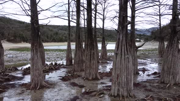 Swamp cypress trees alt