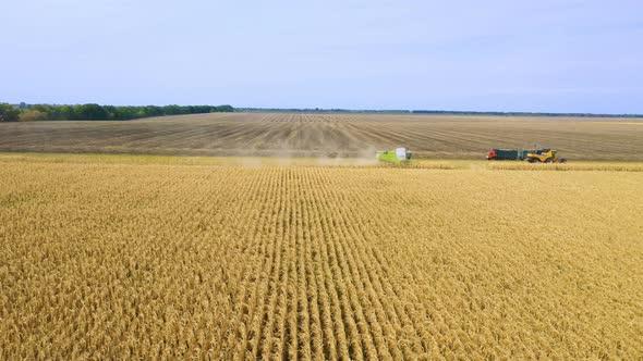 Different Combine Machines Harvesting Corn In The Field 6 alt