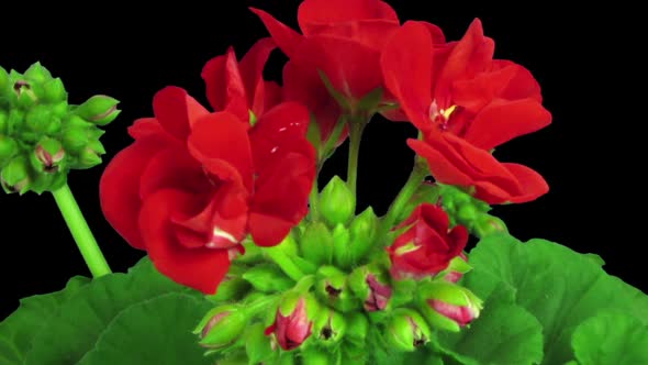 Time-lapse of opening red geranium (Pelargonia) flower alt