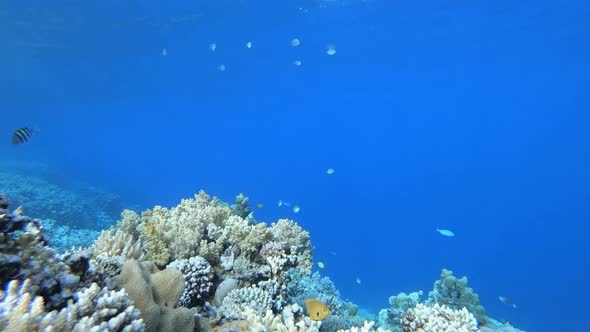 Tropical Seascape Underwater Life alt