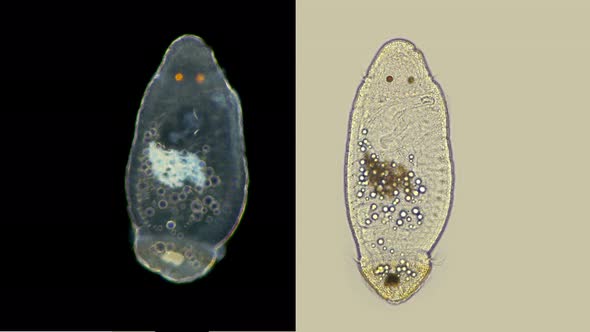 The Late Stage Trophophores of a Worm Polychaeta Under a Microscope, of the Capitellidae Family alt
