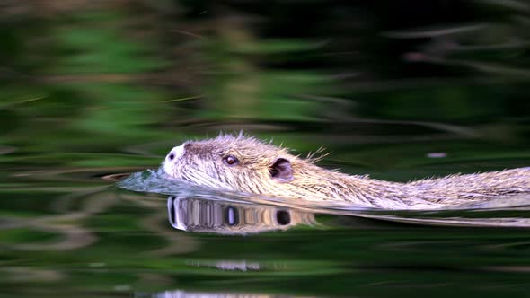 Extreme close up shot following the a Coypu swimming on a lake with his face out of the water alt