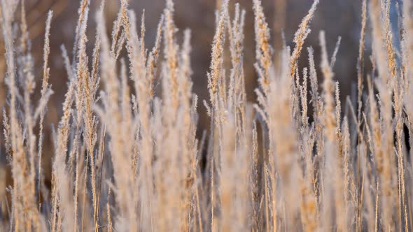 Panicles of Dry Grass Shrouded in Snowflakes Against alt