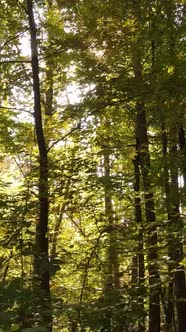 Vertical Video Autumn Forest By Day alt