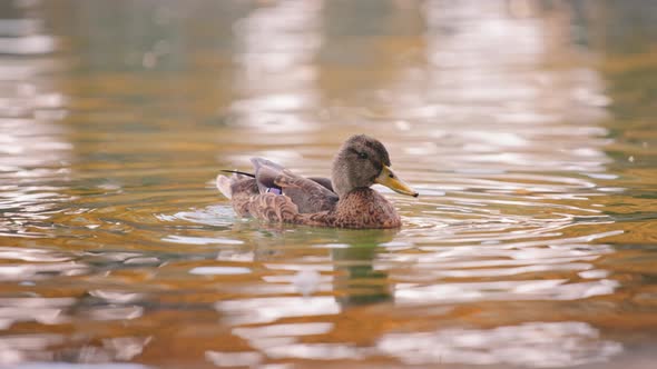 Duck cleaning feathers in the pond alt