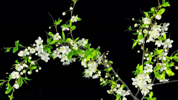The tree blooms and fades,  time-lapse with alpha channel alt