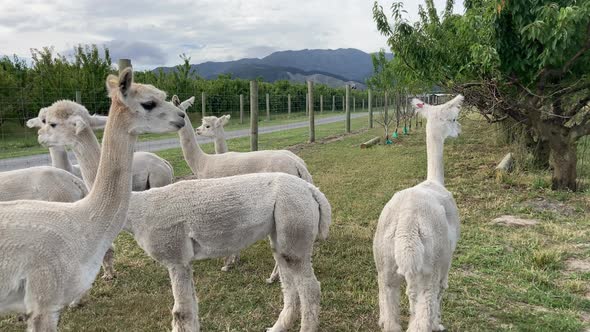 Group Of Newly Sheared Llama Standing On Pasture At Otago, New Zeland. - close up alt
