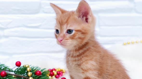 Close up ginger tabby curious christmas kitten sitting next to christmas toys. alt