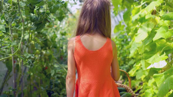 Cute Little Girl Collects Crop Cucumbers and Tomatos in Greenhouse alt