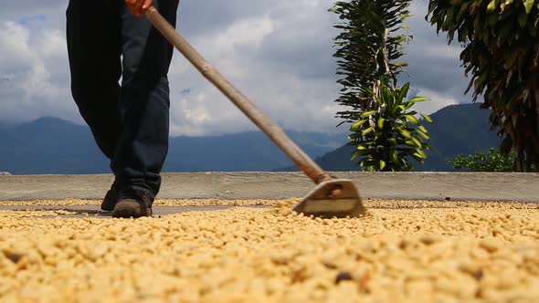 Drying the Coffee alt