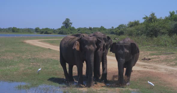 Elephants Splashing Mud in the National Park of Sri Lanka