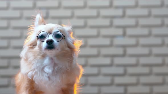 chihuahua old senior dog wearing glasses sit relax face with blur brick wall texture background