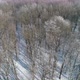 Winter Forest Aerial View White Bare Trees Snow - VideoHive Item for Sale