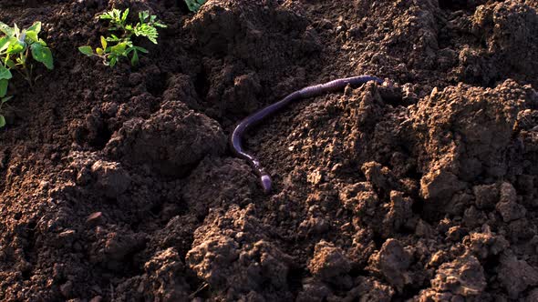 Large Earthworm on the Ground Wriggles and Crawls